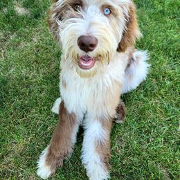 Bernedoodle and Goldendoodle All Grown Up from A.N.A. Doodles