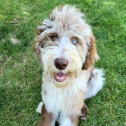 Bernedoodle and Goldendoodle All Grown Up from A.N.A. Doodles
