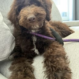 Maple - Labradoodle