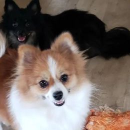 Pomeranians from Circle V Ranch Pomeranians
