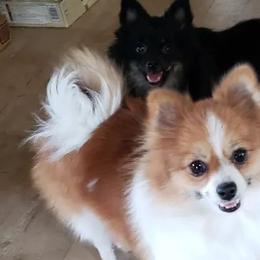 Pomeranians from Circle V Ranch Pomeranians