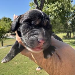 Huxley - Black male Dachshund puppy in Bentonville, Arkansas from Boujee Buns Dachshunds