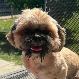 Rocky - Red male Shih Tzu puppy in Chico, California from North State Shih tzus