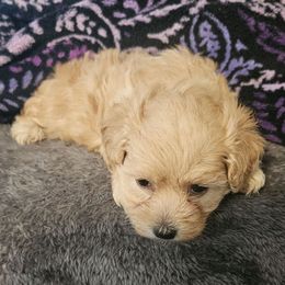 Abby-blue - Cream female Maltipoo puppy in Carthage, Missouri from Cooley's Cuddle Pups