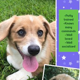 Pembroke Welsh Corgi Puppies from Miss Red's Corgi Farm