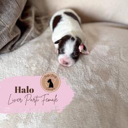 Halo - Pink Girl - Parti female Miniature Schnauzer puppy in Moro, Arkansas from Barkin’ Beauty Schnauzers