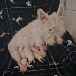 4th Pick Male - White male West Highland White Terrier puppy in Mayo, Florida from Carrot Tails LLC
