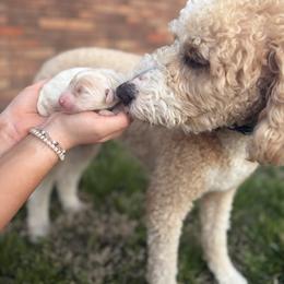 Sheepadoodle Puppies from Sarah Pearl’s Mini Sheepadoodles