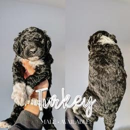 Turkey - Black and white male Sheepadoodle puppy in Republic, Missouri from DOOD & Co