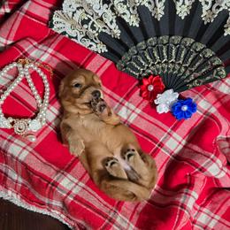 Dachshund Puppies from Snuggle Snoot Doxies