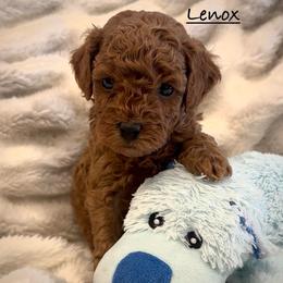 Lenox - Red  male Poodle puppy in Traverse City, Michigan from Riyem Wildflower Farms