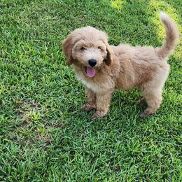 Mr Green - Apricot male Goldendoodle puppy in Cumming, Georgia from Chattahoochee Kennels