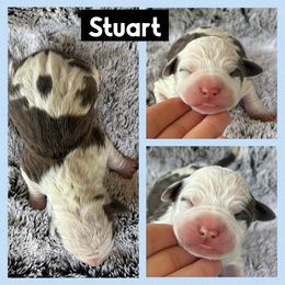 Stuart - Blue brindle male American Staffordshire Terrier puppy in Marietta, Georgia from Ambition Amstaffs