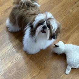 Shih Tzu Puppies from Delight Shihtzu
