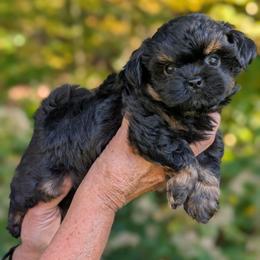 Slater - Black male Shihpoo puppy in Coshocton, Ohio from Forever Family Puppies