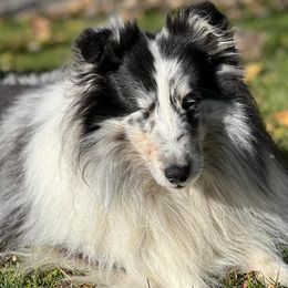 Shetland Sheepdogs from Akadia Shelties