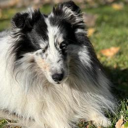 Shetland Sheepdogs from Akadia Shelties