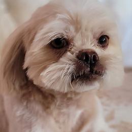 Johnny - Shih Tzu