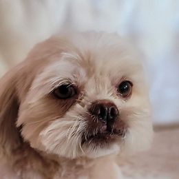 Johnny - Shih Tzu