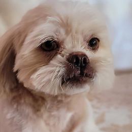 Johnny - Shih Tzu