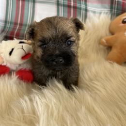 Mr. Red - Cream brindle male Cairn Terrier puppy in Pottersville, Missouri from Cairn Terriers of Heatherridge,LLC