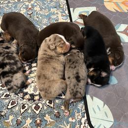 Australian Shepherd Puppies from Frozen Nort Aussies