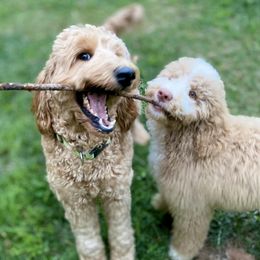 Goldendoodles from Wise Doodles of Alabama