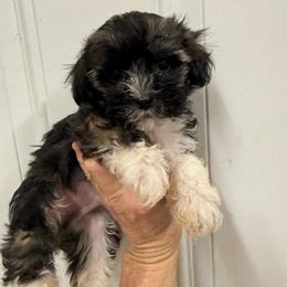 Buster - Black and white male Havanese puppy in Lancaster, South Carolina from 3 Bs Havanese-PUPPIES with  PURPOSE