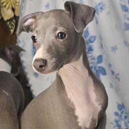 Kingdom Come - Blue male Italian Greyhound puppy in Cadwell, Georgia from All The DoDa Day Italian Greyhounds