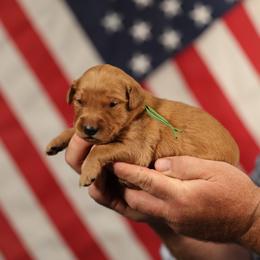 Sawyer - Dark golden male Golden Retriever puppy in Payette, Idaho from Stonewick Retrievers