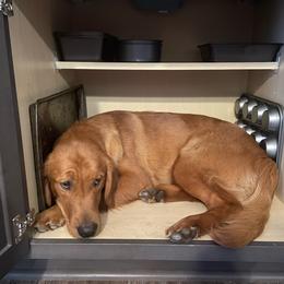 Cooper - Golden Retriever