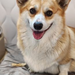 Nova - Pembroke Welsh Corgi