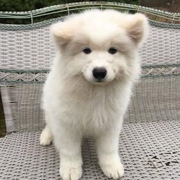 Samoyed Puppies from Chatanika Samoyeds