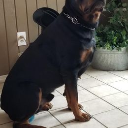 Rottweiler puppies from Odyssey Rottweilers