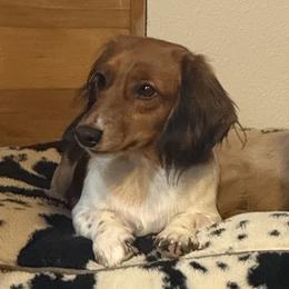 Dachshund puppies from Victoria’s Dachshunds