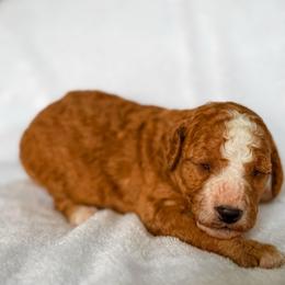 Love - Red  female Goldendoodle puppy in Urbana, Illinois from ZaraDoodles