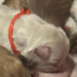 Red Collar - Cream female French Bulldog puppy in Hodges, South Carolina from Southern Standard Bulldogs