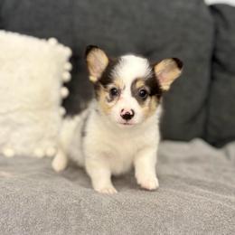 Blue Merle Boy - male American Corgi puppy in Moreno Valley, California from Corgi Dobie Co.