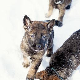 White collar - Sable German Shepherd puppy in Osco, Illinois from Sonnenhügel Kennel, LLC