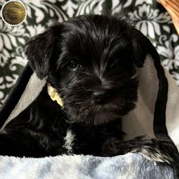 Chloe - Black female Miniature Schnauzer puppy in Frankford, Delaware from Miniature Schnauzers of Delmarva