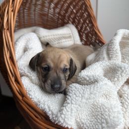 Alvin - Cream male Dachshund puppy in Pontotoc, Mississippi from Toddy Kennels