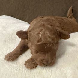 Poodle Puppies from Chamberland Poodles
