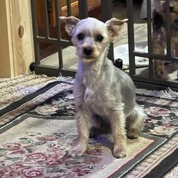 Mia - Yorkshire Terrier