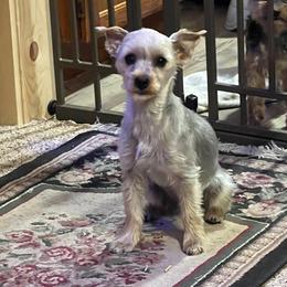 Mia - Yorkshire Terrier