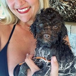 Lagotto Romagnolo Puppies from Anna’s Lagottos