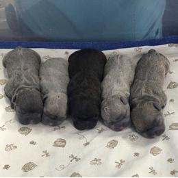 French Bulldog Puppies from Uniquefrenchiies