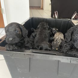 Schnoodle Puppies from Gooch Canines (Giant Schnoodles)