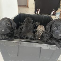 Schnoodle Puppies from Gooch Canines (Giant Schnoodles)
