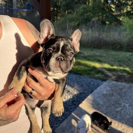 Phantom a.k.a. stripe - Black and tan male French Bulldog puppy in Spanaway, Washington from Frog Faced Frenchies
