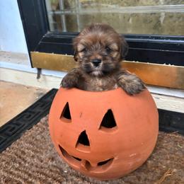 Ruby Red - Red female Lhasa Apso puppy in Albany, Georgia from Clark's Lhasas